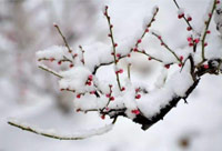 雪去春來(lái)，喜迎新一年